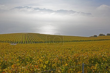 Téléchargez les photos : Vignobles surplombant le lac Léman dans la zone classée par l'UNESCO de Lavaux, à l'automne, avec les Alpes en arrière-plan. Prise dans le canton suisse de Vaud - en image libre de droit
