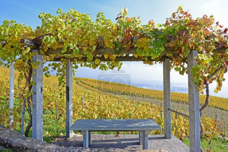 Téléchargez les photos : Vignobles surplombant le lac Léman dans la zone classée par l'UNESCO de Lavaux, à l'automne, avec un treillis et une pergola au premier plan. Prise dans le canton suisse de Vaud - en image libre de droit