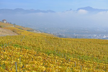 Téléchargez les photos : Vignobles au bord du lac Léman dans la zone classée par l'UNESCO de Lavaux, à l'automne, avec vue sur la ville de Vevey et les Alpes en arrière-plan. Prise dans le canton suisse de Vaud - en image libre de droit