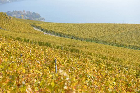 Téléchargez les photos : Vignobles au bord du lac Léman dans la zone classée par l'UNESCO de Lavaux avec la ville de Vevey en arrière-plan, à l'automne. Prise dans le canton suisse de Vaud - en image libre de droit