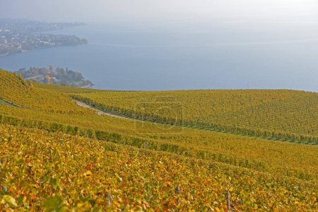 Foto de Viñedos junto al lago de Ginebra en la zona de Lavaux, declarada Patrimonio de la Humanidad por la UNESCO, con la ciudad de Vevey al fondo, en otoño. Tomado en el cantón suizo de Vaud - Imagen libre de derechos