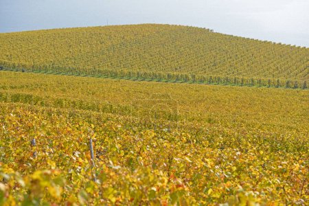 Téléchargez les photos : Une colline couverte de vignes donnant sur un lac - en image libre de droit