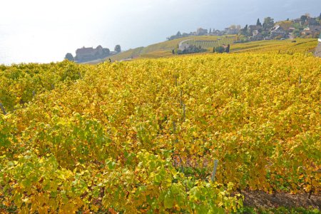 Téléchargez les photos : Vignobles et murs en pierre surplombant le lac Léman dans la zone classée UNESCO de Lavaux, à l'automne. Prise dans le canton suisse de Vaud - en image libre de droit