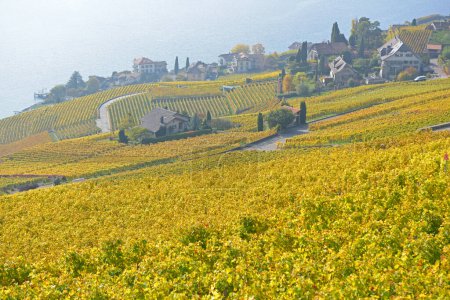 Téléchargez les photos : Vignobles au bord du lac Léman dans la zone classée par l'UNESCO de Lavaux, à l'automne. Prise dans le canton suisse de Vaud - en image libre de droit