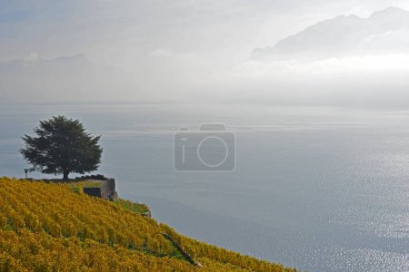 Téléchargez les photos : Vignobles surplombant le lac Léman, avec brume automnale et montagnes en arrière-plan - en image libre de droit