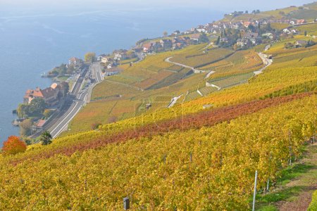 Foto de Viñedos junto al lago de Ginebra en la zona de Lavaux, declarada Patrimonio de la Humanidad por la UNESCO, en otoño. Tomado en el cantón suizo de Vaud - Imagen libre de derechos