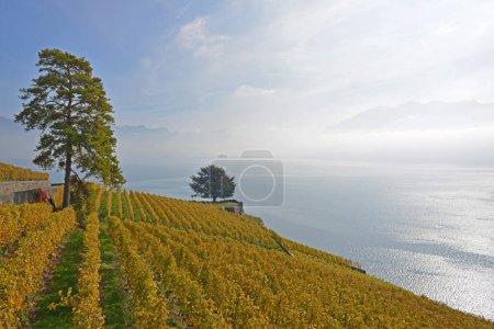 Foto de Viñedos junto al lago de Ginebra en la zona de Lavaux, declarada Patrimonio de la Humanidad por la UNESCO, con los Alpes al fondo, en otoño. Tomado en el cantón suizo de Vaud - Imagen libre de derechos