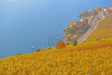 Foto de Viñedos con vistas al lago de Ginebra en la zona de Lavaux, declarada Patrimonio de la UNESCO, en el otoño. Tomado en el cantón suizo de Vaud - Imagen libre de derechos