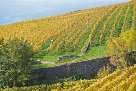 Photo for Vineyards by Lake Geneva in the UNESCO listed area of Lavaux, in the fall. Taken in the swiss canton of Vaud - Royalty Free Image