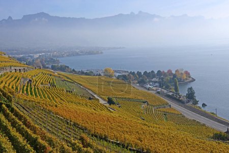 Foto de Viñedos junto al lago de Ginebra en la zona de Lavaux, declarada Patrimonio de la Humanidad por la UNESCO, con la ciudad de Vevey y los Alpes al fondo, en otoño. Tomado en el cantón suizo de Vaud - Imagen libre de derechos