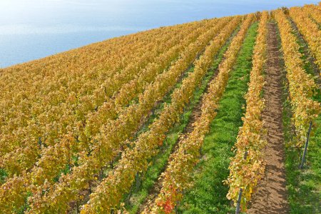 Téléchargez les photos : Vignobles au bord du lac Léman dans la zone classée par l'UNESCO de Lavaux à l'automne. Prise dans le canton suisse de Vaud - en image libre de droit