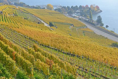 Téléchargez les photos : Vignobles au bord du lac Léman dans la zone classée par l'UNESCO de Lavaux avec la marina de Vevey en arrière-plan, à l'automne. Prise dans le canton suisse de Vaud - en image libre de droit