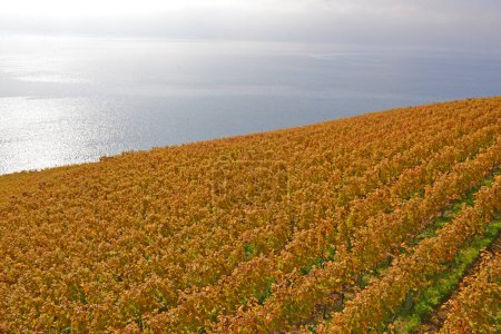 Téléchargez les photos : Vignobles au bord du lac Léman dans la zone classée par l'UNESCO de Lavaux, à l'automne. Pris dans le canton suisse de Vaud sous un ciel couvert - en image libre de droit