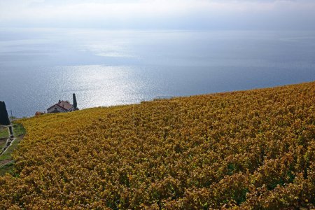 Téléchargez les photos : Vignobles au bord du lac Léman dans la zone classée par l'UNESCO de Lavaux, à l'automne, avec maison donnant sur le lac. Prise dans le canton suisse de Vaud - en image libre de droit