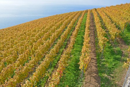 Téléchargez les photos : Vignobles au bord du lac Léman dans la zone classée par l'UNESCO de Lavaux, à l'automne. Prise dans le canton suisse de Vaud - en image libre de droit