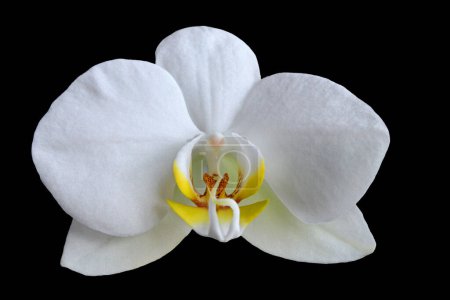 Photo for Close up image of an Phalaenopsis orchid bloom, also known as the Moth Orchid, Isolated against a black background - Royalty Free Image