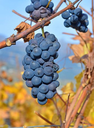 Téléchargez les photos : Pinot noir entièrement mûr sur une vigne à l'automne - en image libre de droit