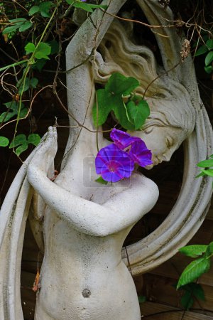 Photo for Statue of the Goddess Aphrodite in a shady garden with a morning glory vine - Royalty Free Image