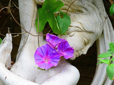 Téléchargez les photos : Statue de la déesse Aphrodite dans un jardin ombragé avec une vigne pervenche - en image libre de droit