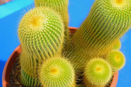 Photo for Parodia leninghausii cactus, commonly known as the yellow tower cactus, viewed from above - Royalty Free Image