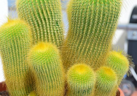 Téléchargez les photos : Parodia leninghausii cactus, communément appelé cactus à tour jaune - en image libre de droit