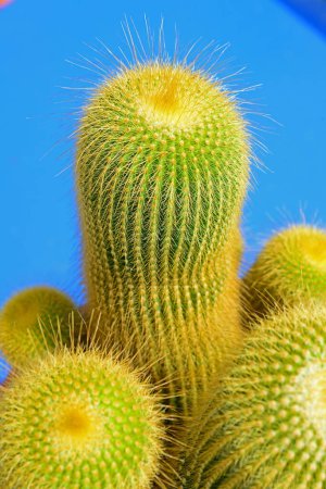 Téléchargez les photos : Parodia leninghausii cactus, communément appelé cactus à tour jaune, vue d'en haut - en image libre de droit