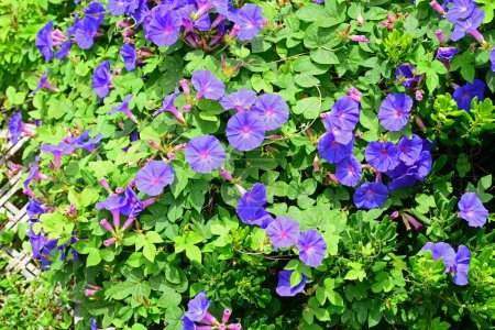 Foto de La vid de la Gloria de la Mañana. Una adición popular y colorida al jardín, con sus flores azules de larga duración - Imagen libre de derechos