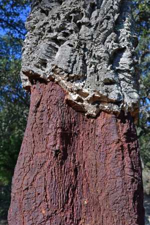 Photo for Harvesting of the bark of the cork oak tree to make cork stoppers for bottles, an ancient tradition - Royalty Free Image