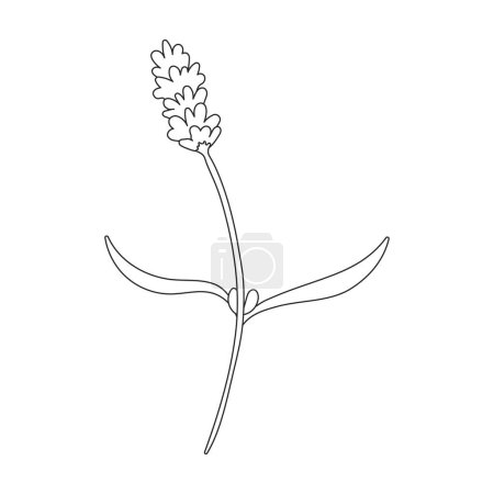 Ilustración de Lavender vector icon. Outline vector icons isolated on white background lavender. - Imagen libre de derechos