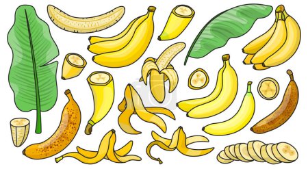 Illustration for Banana isolated color set icon. Vector illustration tropical fruit on white background.color vector set icons banana . - Royalty Free Image