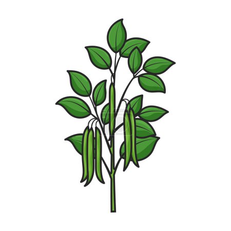 Téléchargez les illustrations : Plante de haricot vecteur icon.Color logo vecteur isolé sur fond blanc plante de haricot . - en licence libre de droit