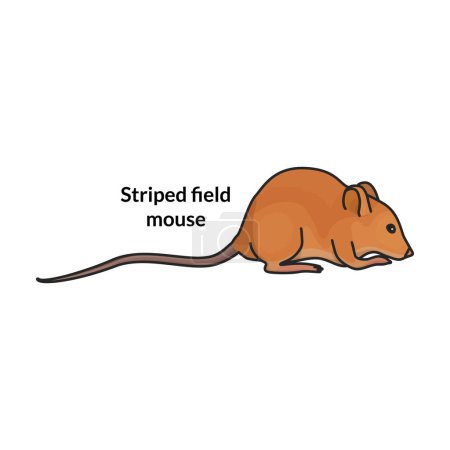 Ilustración de Logotipo del vector del ratón icon.Color aislado en el ratón de fondo blanco. - Imagen libre de derechos