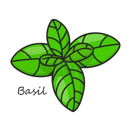 Illustration for Basil vector icon. Color vector logo isolated on white background basil . - Royalty Free Image