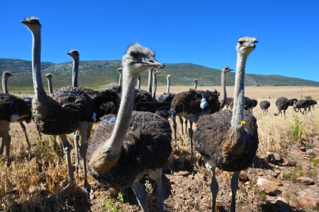Ostriches in the Klein Karoo - South Africa 