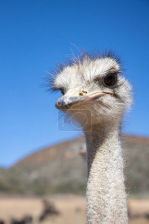 Photo for Ostriches in the Klein Karoo - South Africa - Royalty Free Image