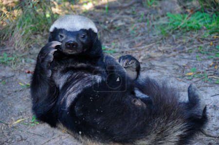 Foto de Honey Badger laying on its back - Oudtshoorn, South Africa - Imagen libre de derechos