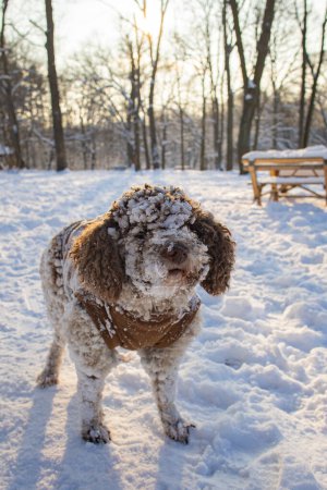 Téléchargez les photos : Lagotto romagnolo chien debout dans la neige - en image libre de droit