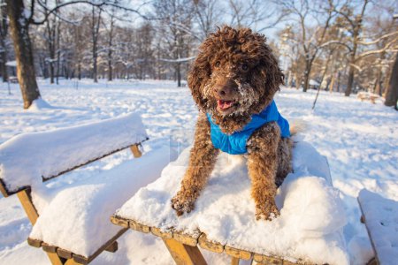 Téléchargez les photos : Lagotto romagnolo chien assis dans la neige - en image libre de droit