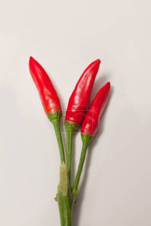 many small chili peppers on white background