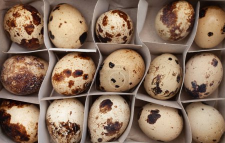 Photo for Quail eggs arranged in paper container - Royalty Free Image