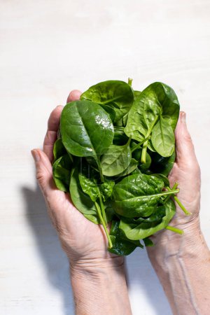 fresh spinach leaves in elderly woman's hands