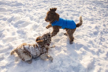 Foto de Dos perros jugando en la nieve - Imagen libre de derechos