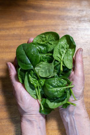 Photo for Fresh spinach leaves in elderly woman's hands - Royalty Free Image