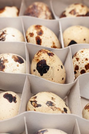 Photo for Quail eggs arranged in paper container - Royalty Free Image