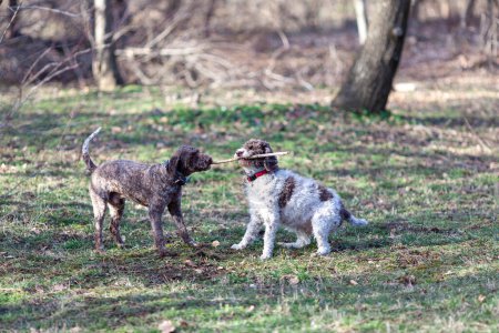 two dogs playing with wooden stick in the park