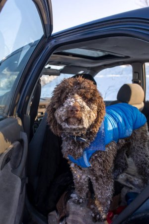 Téléchargez les photos : Mignon chien couvert de neige debout dans le siège arrière de la voiture - en image libre de droit