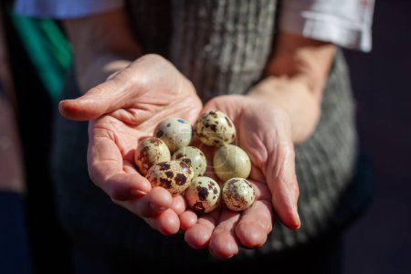 Téléchargez les photos : Vieille femme tenant des œufs de caille dans les paumes - en image libre de droit