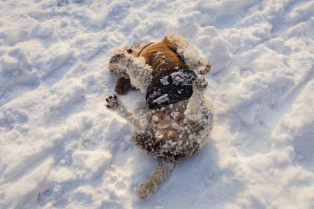 Téléchargez les photos : Lagotto romagnolo chien roulant dans la neige - en image libre de droit