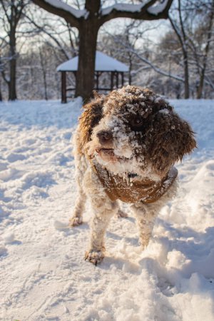 Niedlicher Lagotto Romagnolo Hund steht im Schnee