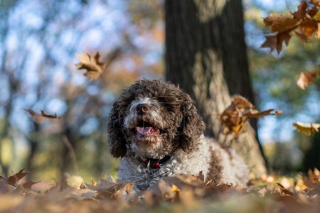 dog enjoying autumn leaves falling down on grass